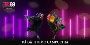 Đá Gà Thomo Campuchia