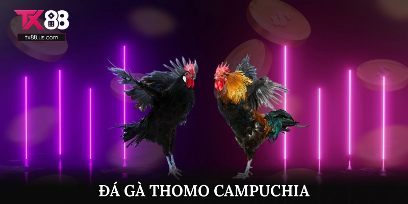 Đá Gà Thomo Campuchia
