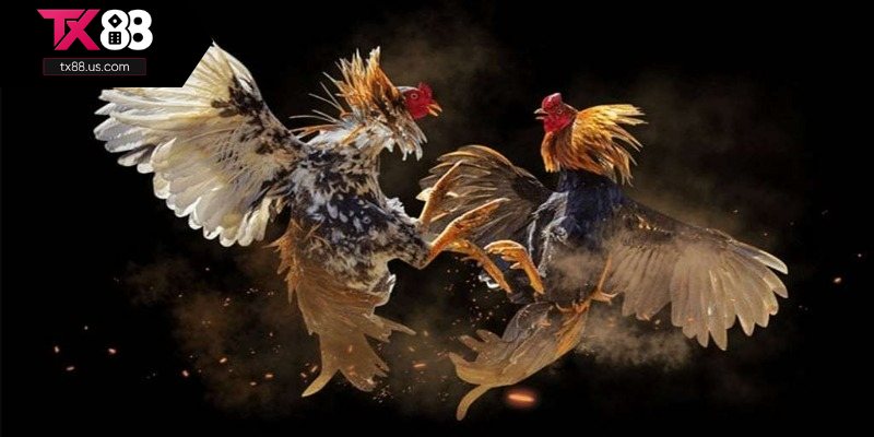 Đôi điều về đá gà cựa dao