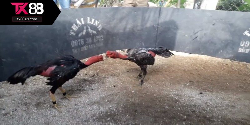 Quy định phân thắng thua của đá gà đòn rất rõ ràng