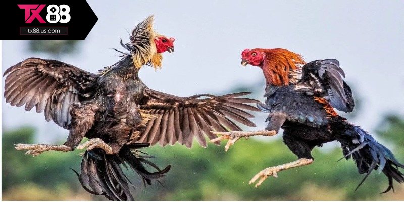 Top 3 hình thức chọi gà hấp dẫn