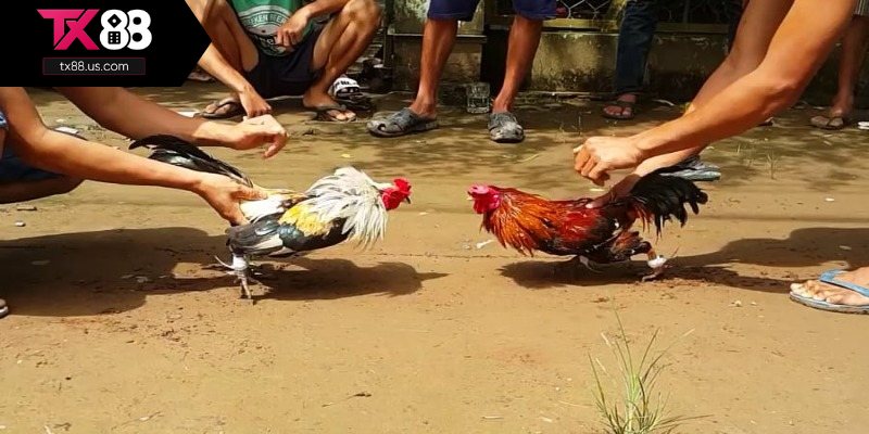 Ưu điểm của chọi gà Thomo Campuchia